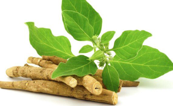 Ashwagandha and Thyroid