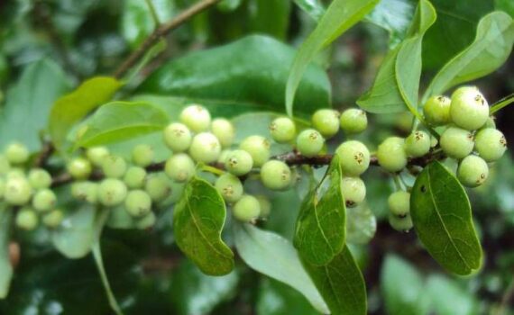 What Is Guggulsterone